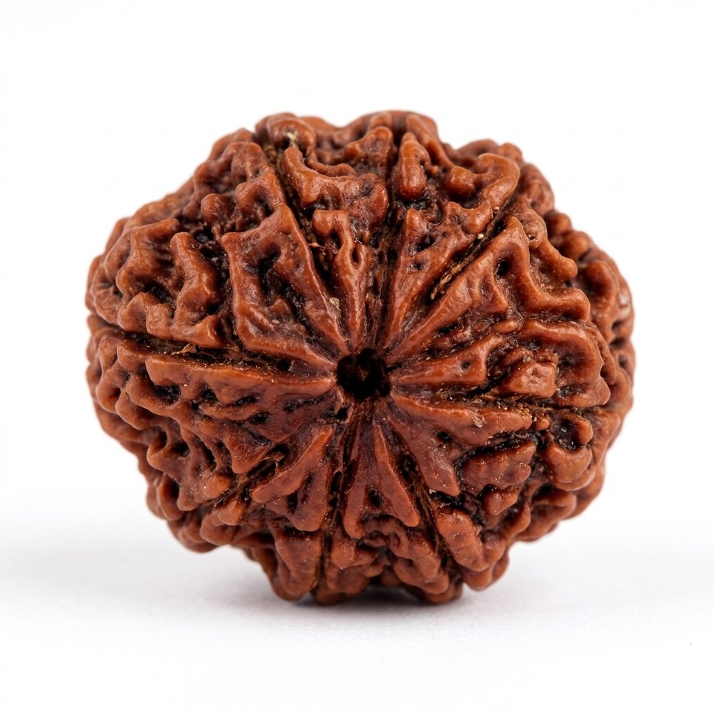 13 Mukhi Rudraksha