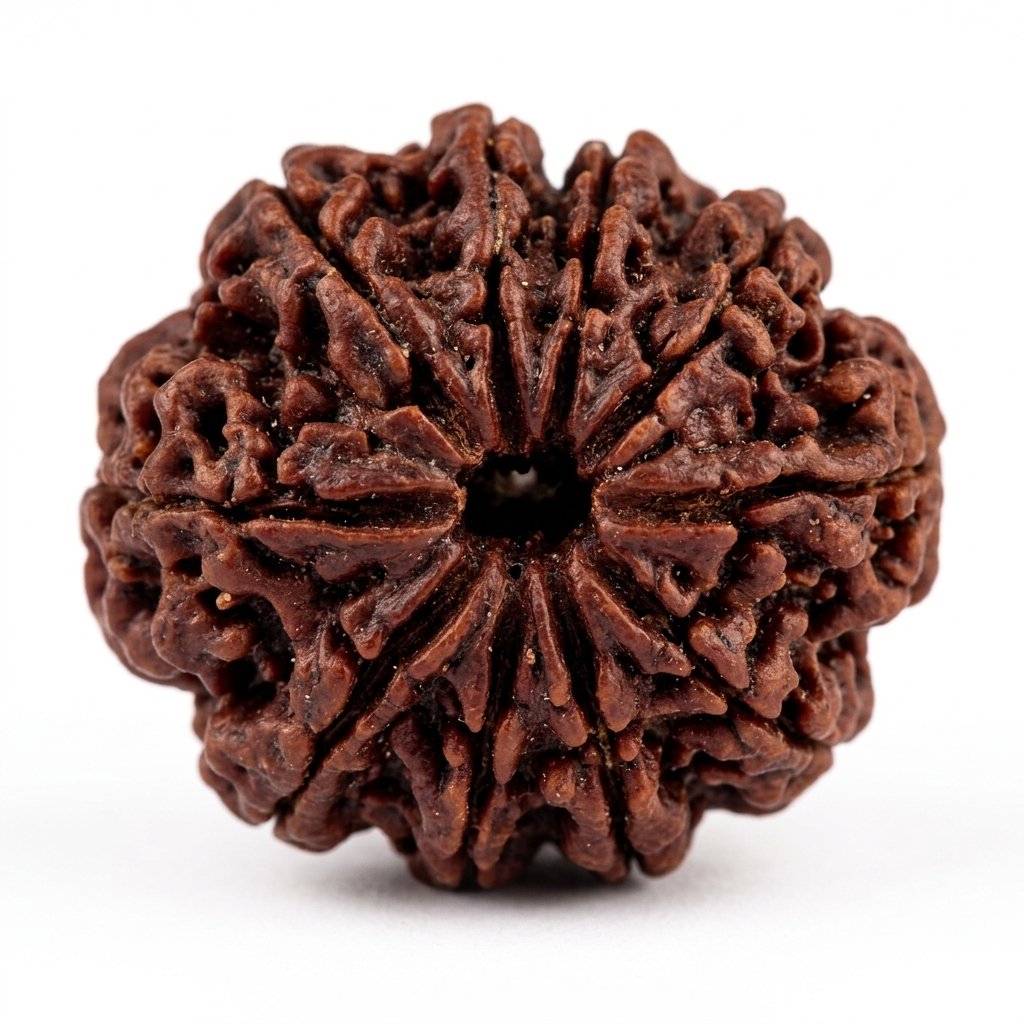 9 Mukhi Rudraksha