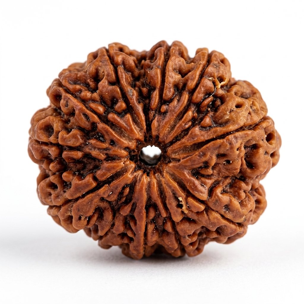 11 Mukhi Rudraksha
