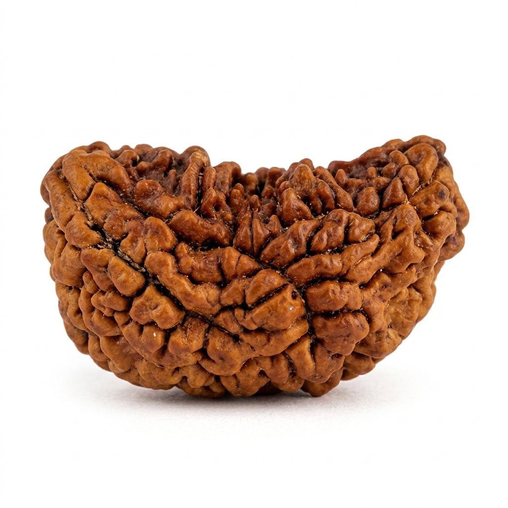 1 Mukhi Rudraksha