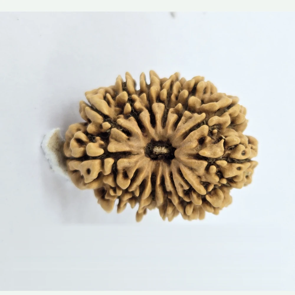 14 Mukhi Rudraksha - Image 2