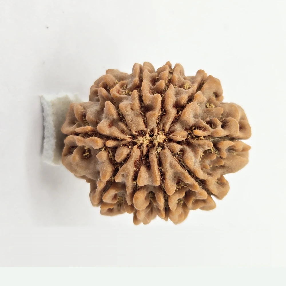 10 Mukhi Rudraksha - Image 1