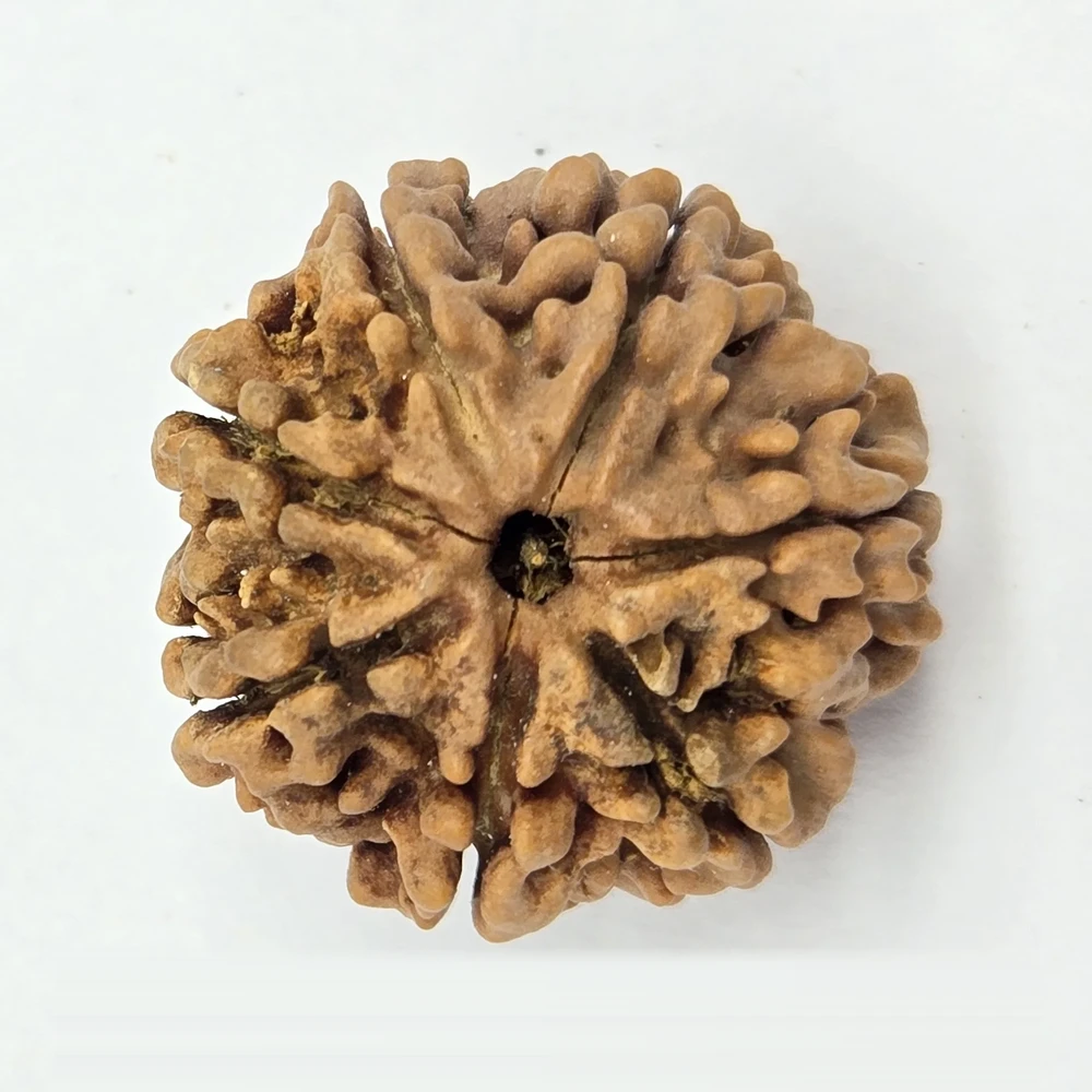 7 Mukhi Rudraksha - Image 4