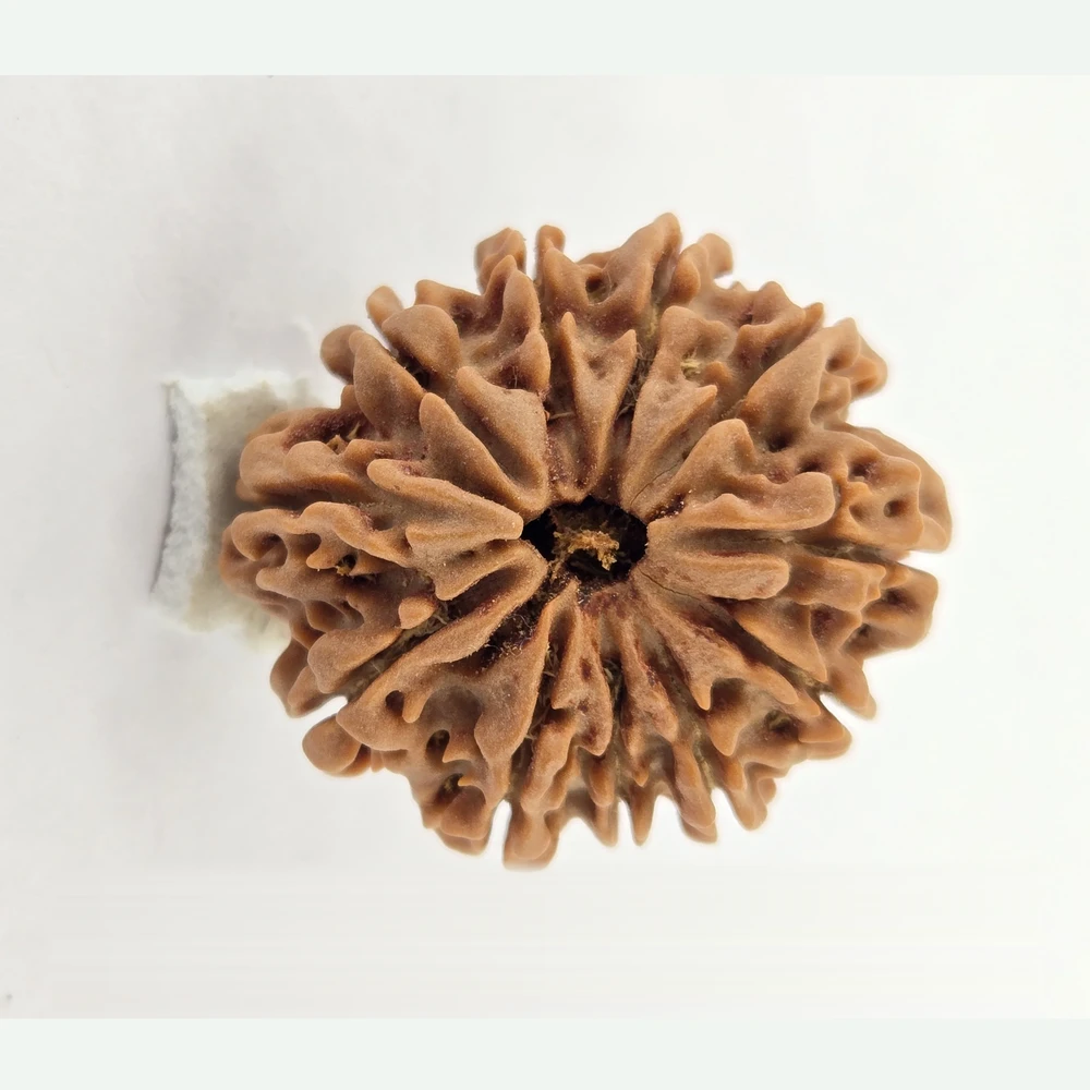 12 Mukhi Rudraksha - Image 2