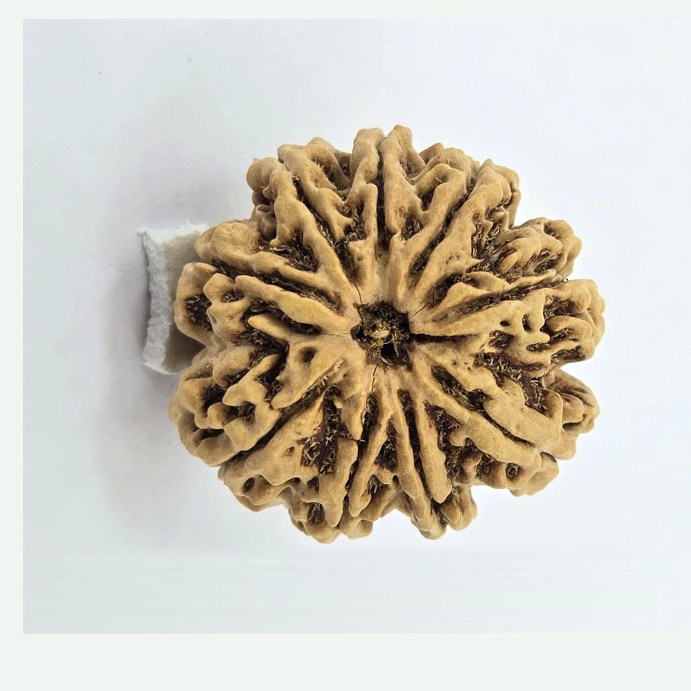 9 Mukhi Rudraksha - Image 4