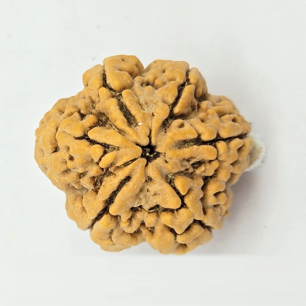 6 Mukhi Rudraksha - Image 2
