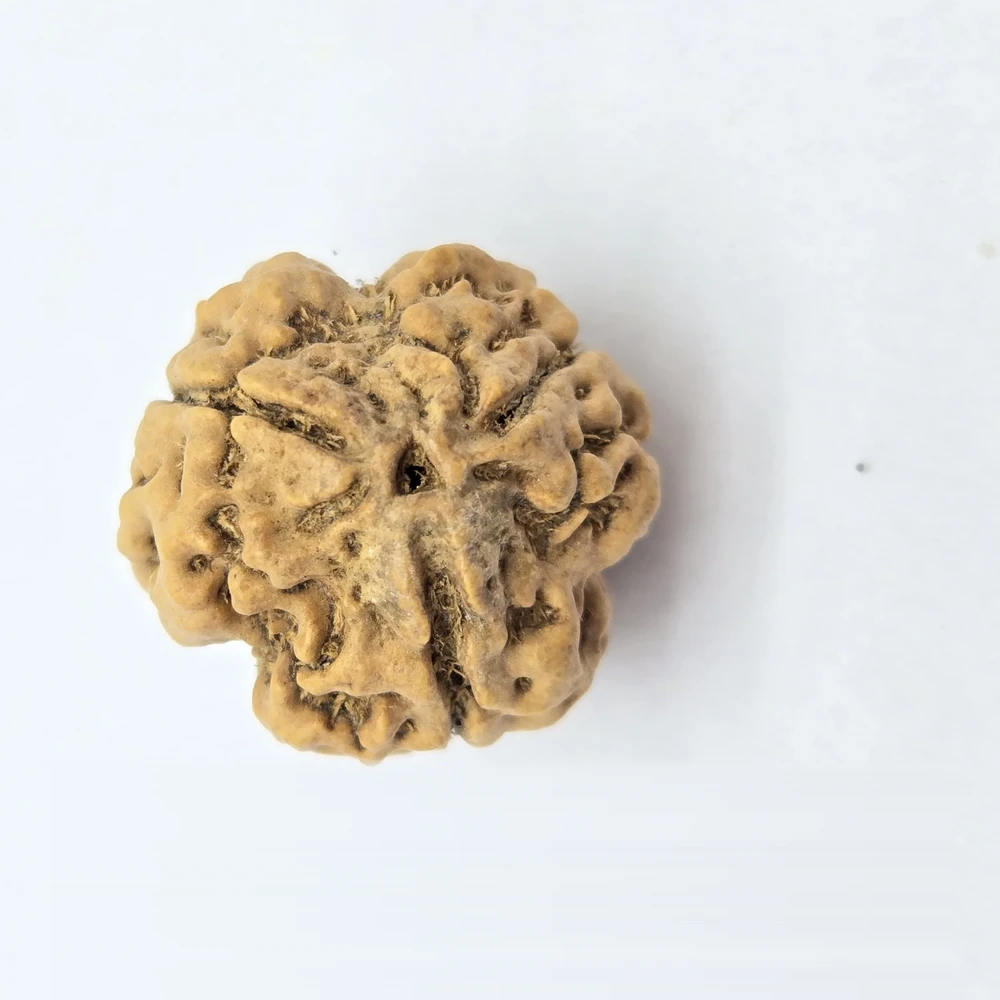 3 Mukhi Rudraksha