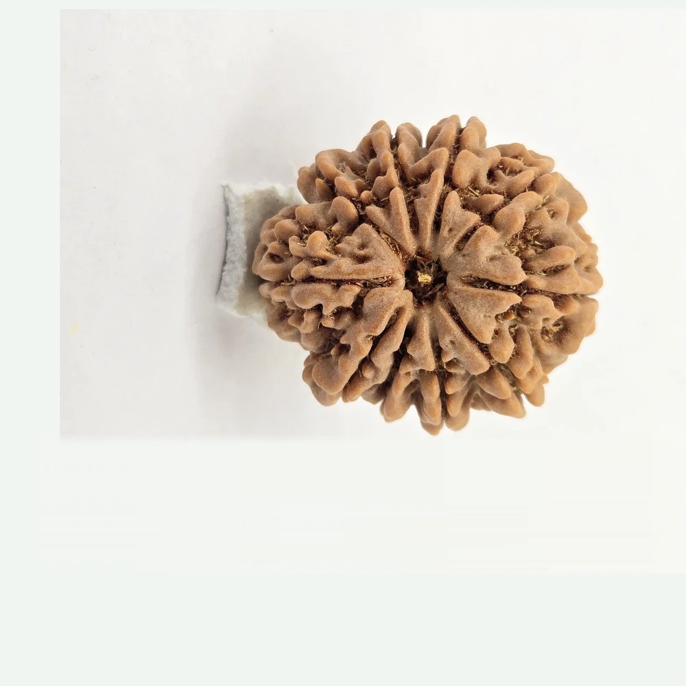 10 Mukhi Rudraksha - Image 2