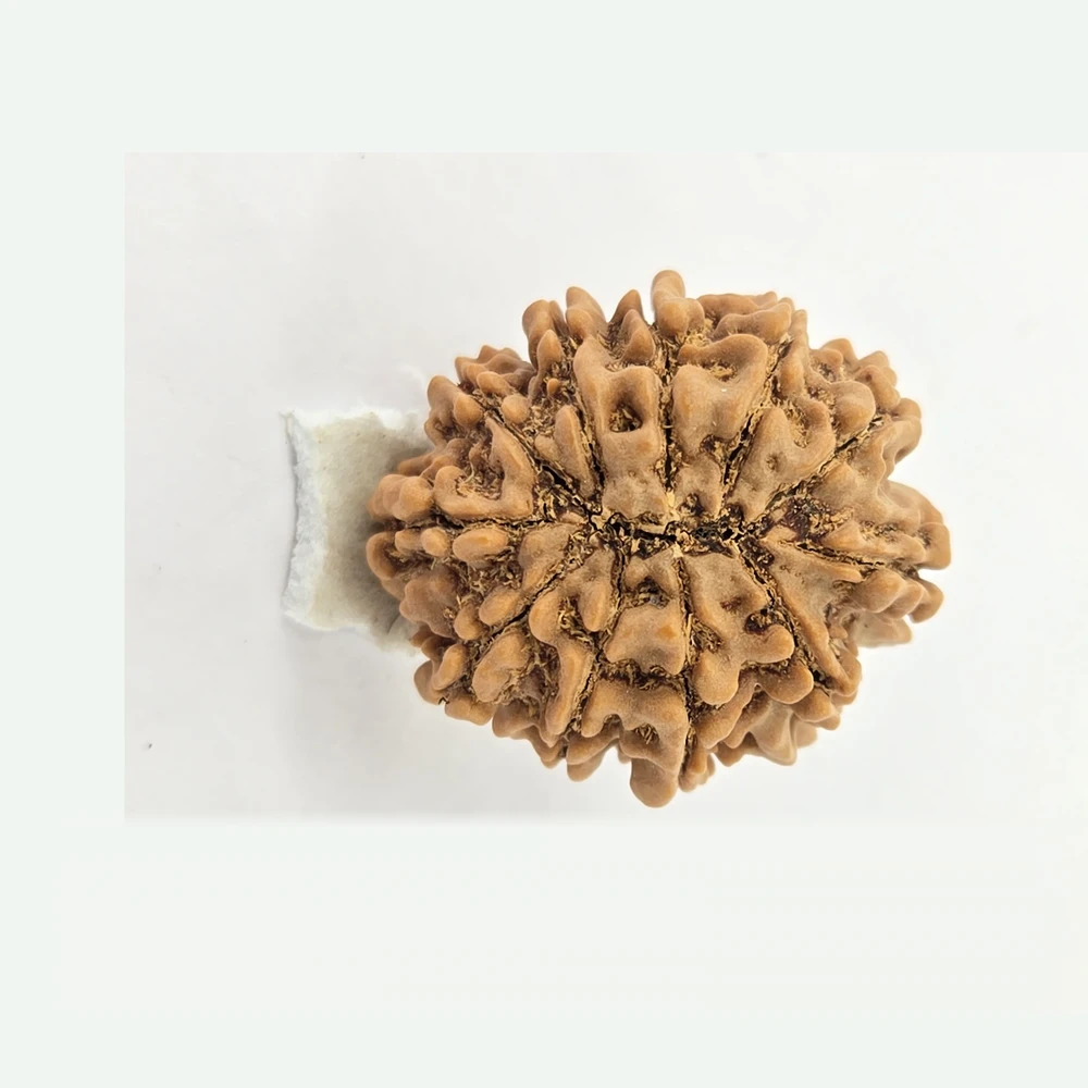 12 Mukhi Rudraksha - Image 5