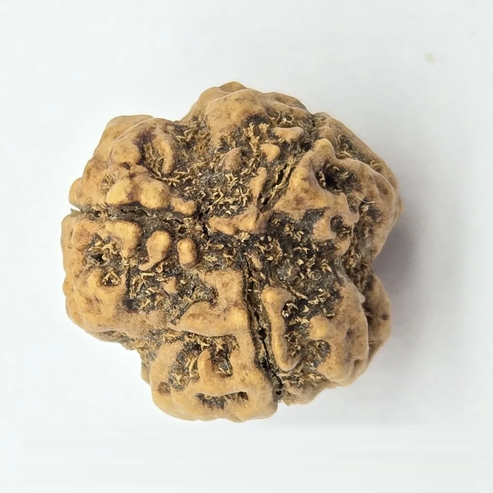 3 Mukhi Rudraksha - Image 3