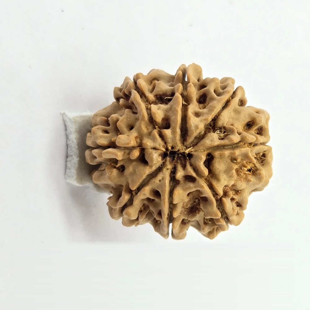 8 Mukhi Rudraksha - Image 3