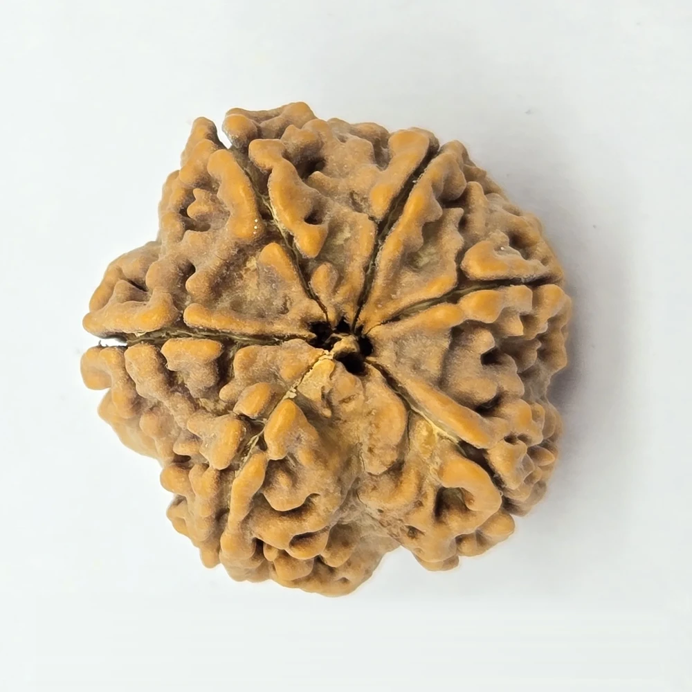 6 Mukhi Rudraksha - Image 3