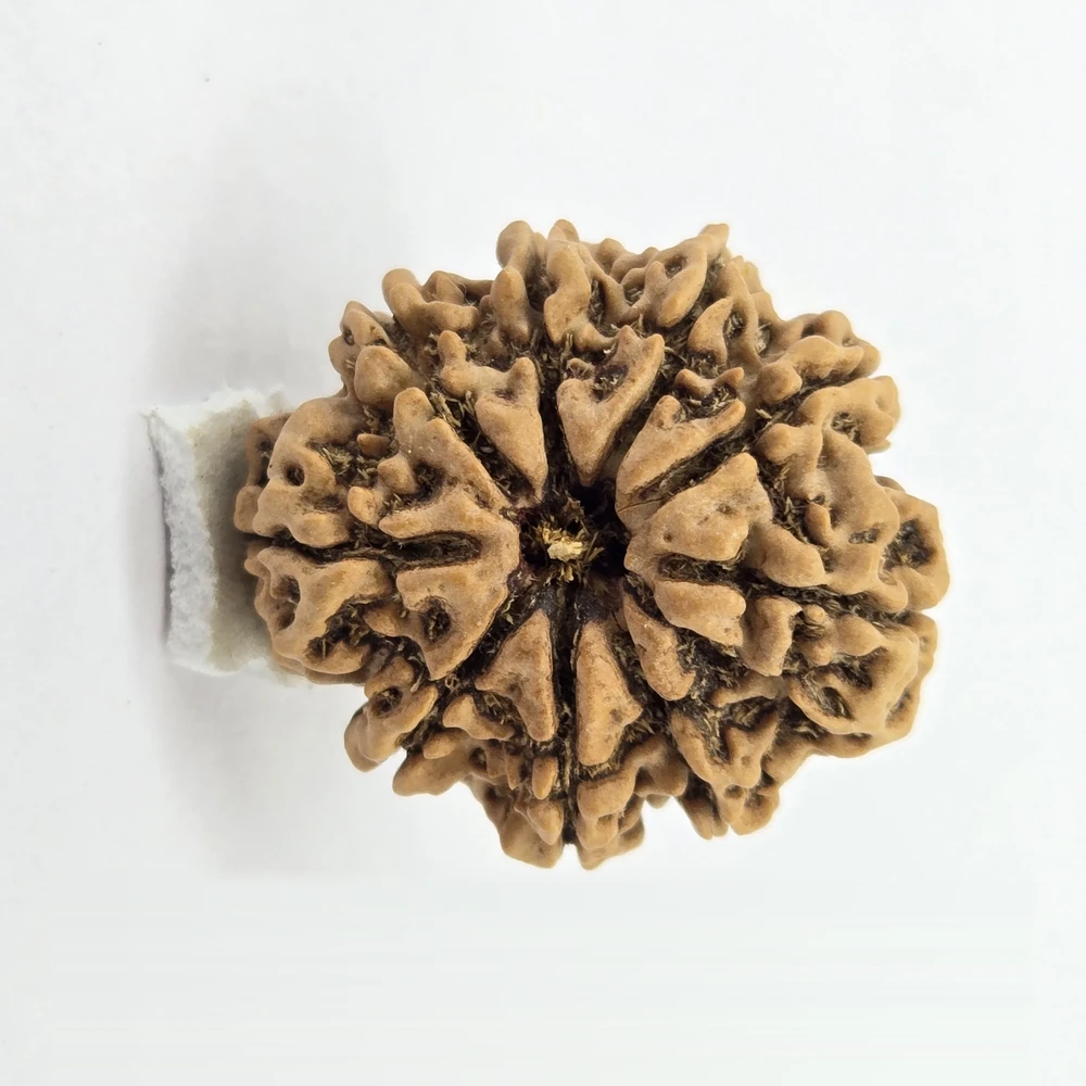 9 Mukhi Rudraksha