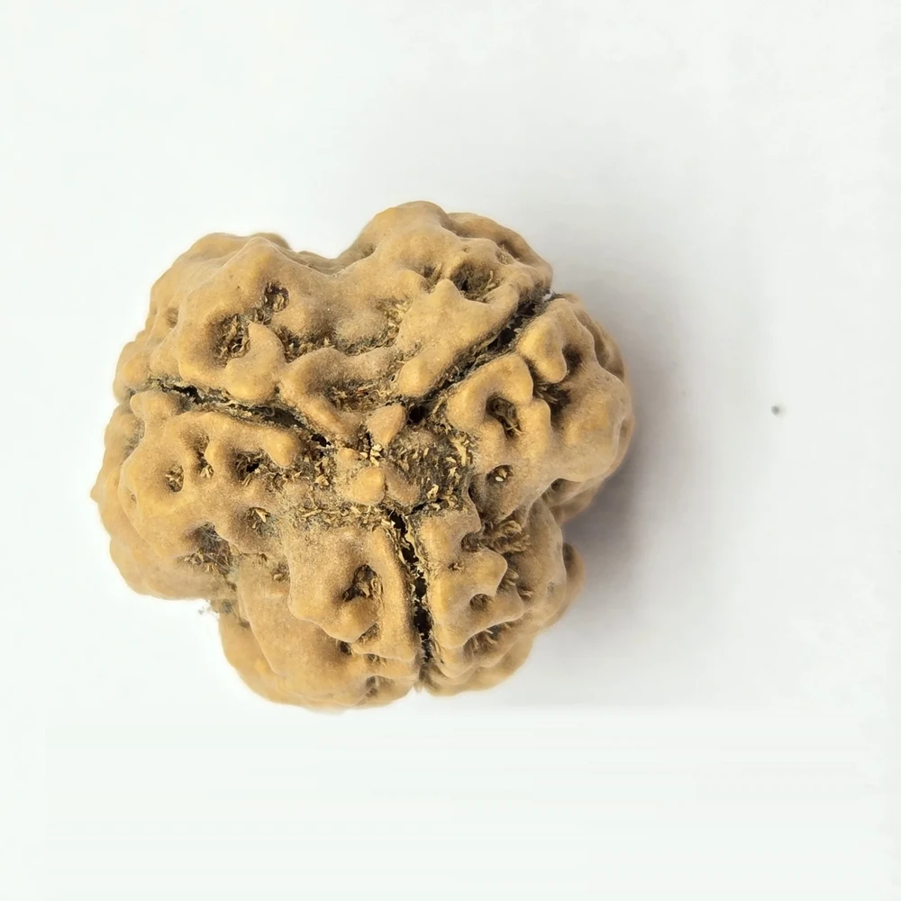 3 Mukhi Rudraksha