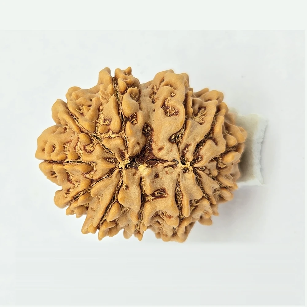12 Mukhi Rudraksha - Image 9