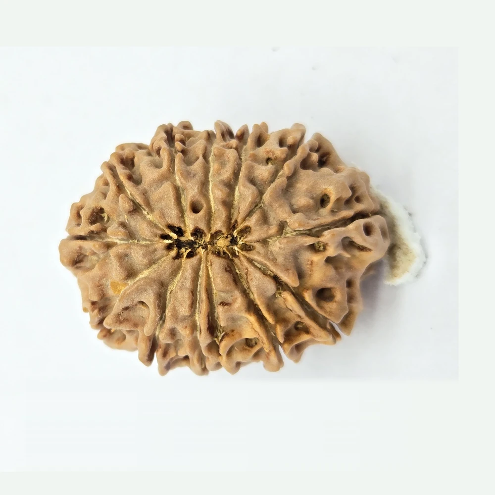 13 Mukhi Rudraksha - Image 5