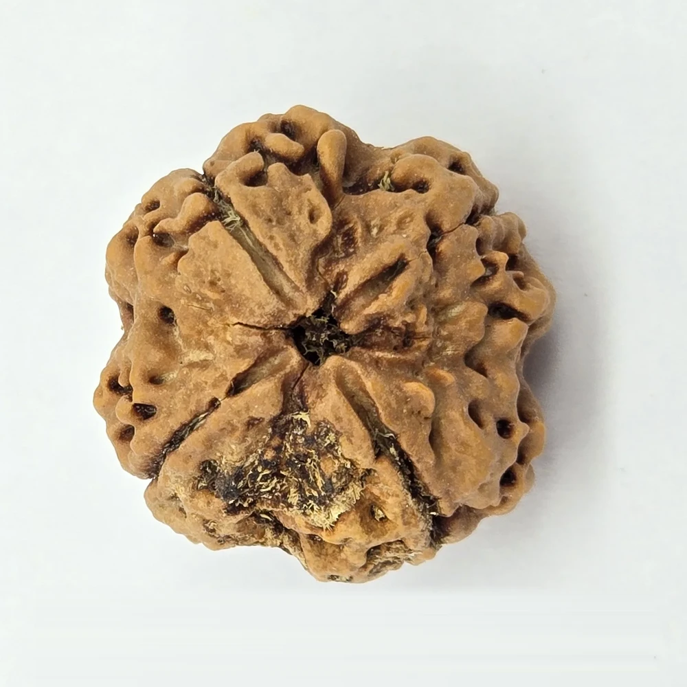 4 Mukhi Rudraksha