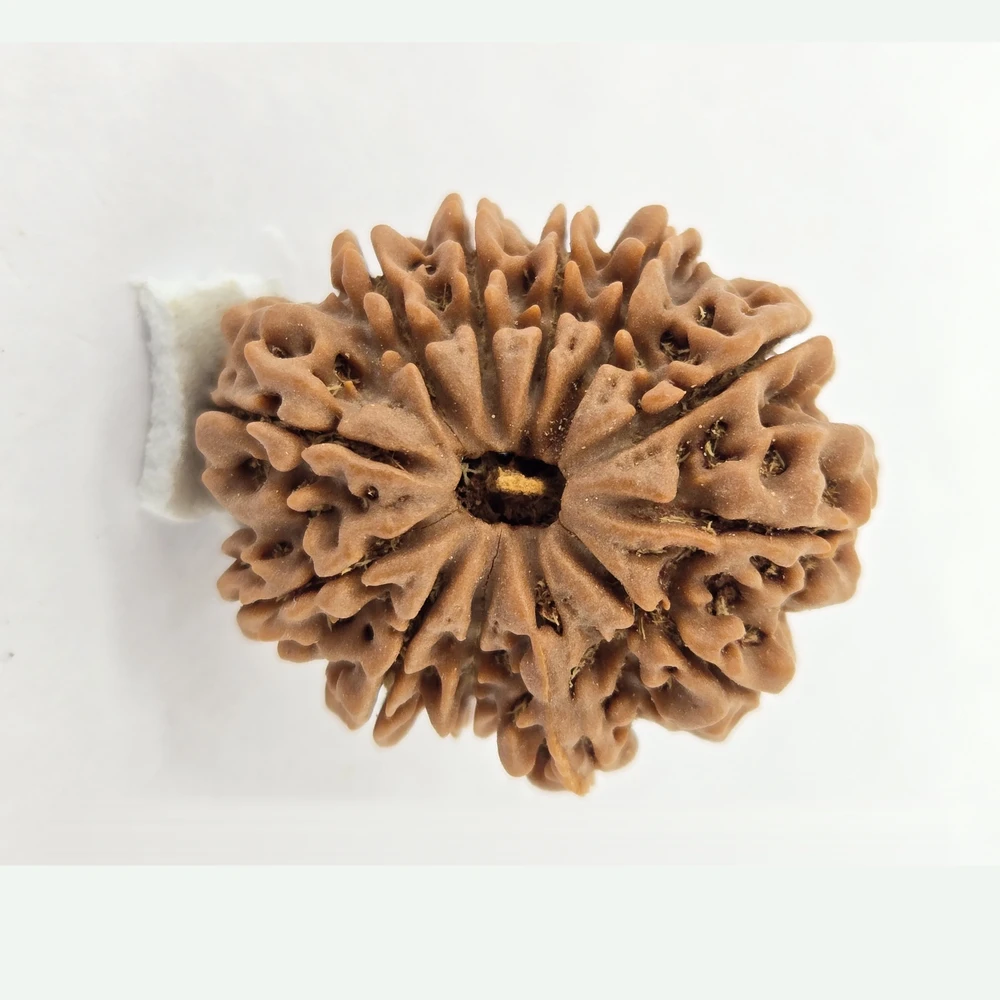 12 Mukhi Rudraksha - Image 6
