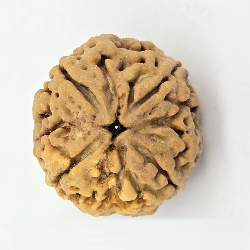 4 Mukhi Rudraksha - Image 2