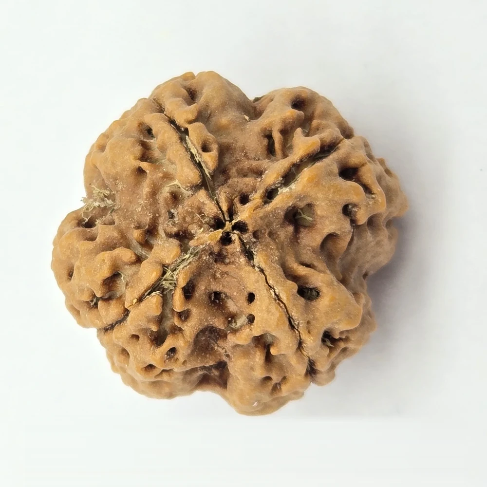 4 Mukhi Rudraksha