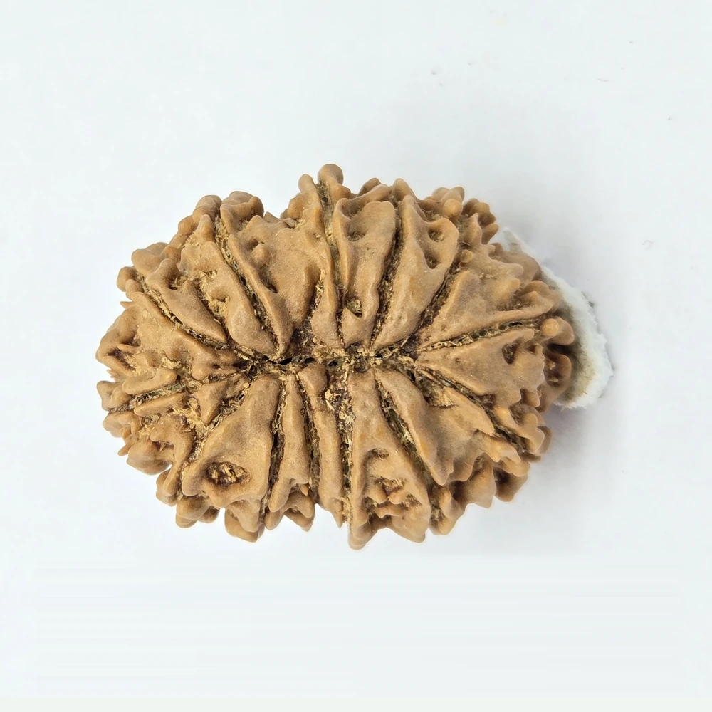 13 Mukhi Rudraksha - Image 3