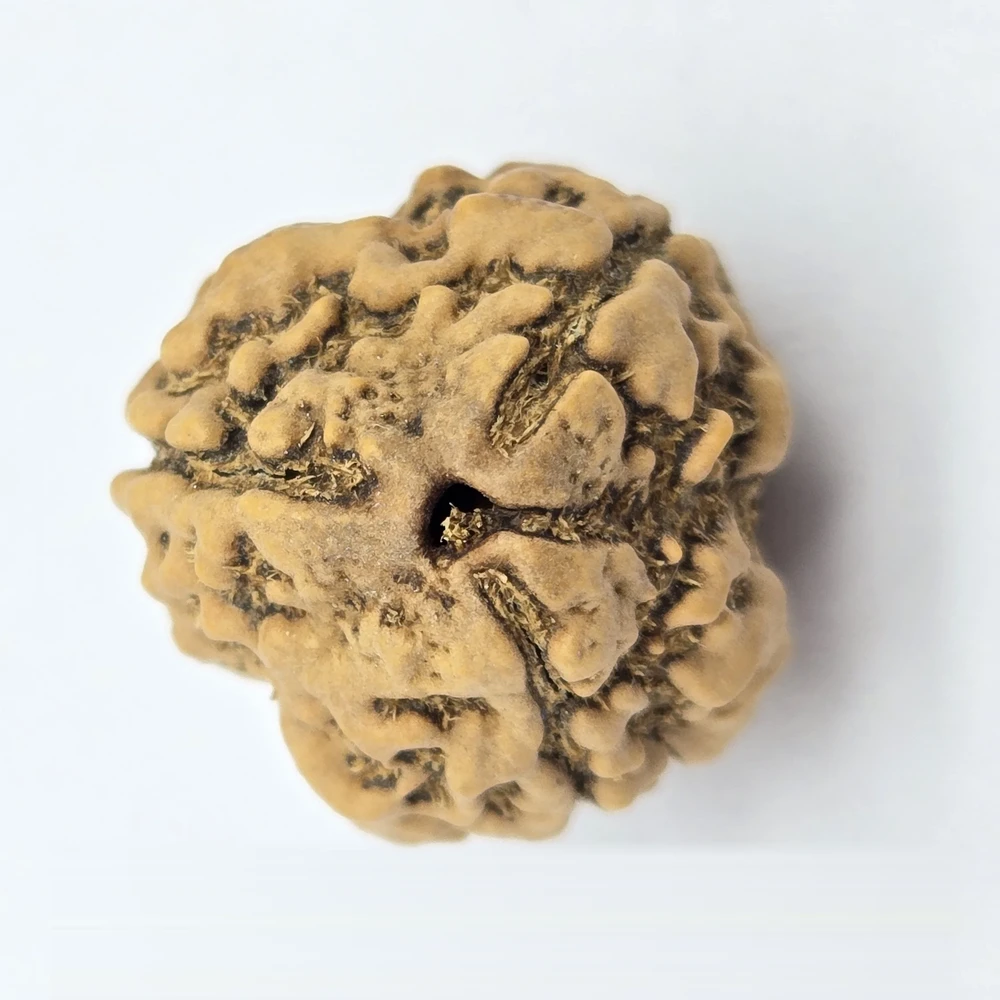3 Mukhi Rudraksha - Image 4