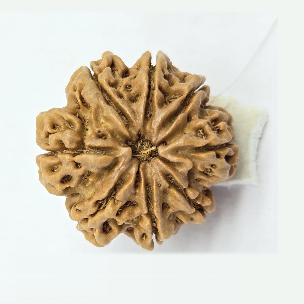 8 Mukhi Rudraksha