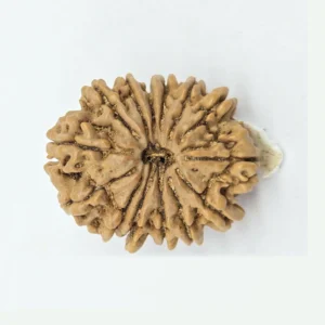 14 Mukhi Rudraksha