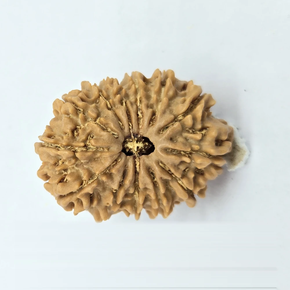 13 Mukhi Rudraksha
