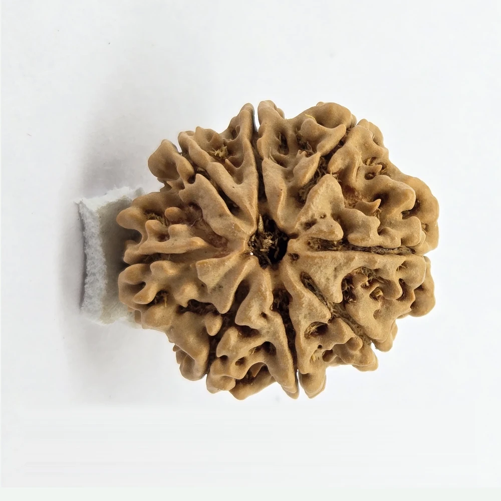8 Mukhi Rudraksha - Image 2