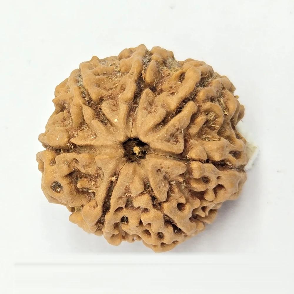 7 Mukhi Rudraksha - Image 2