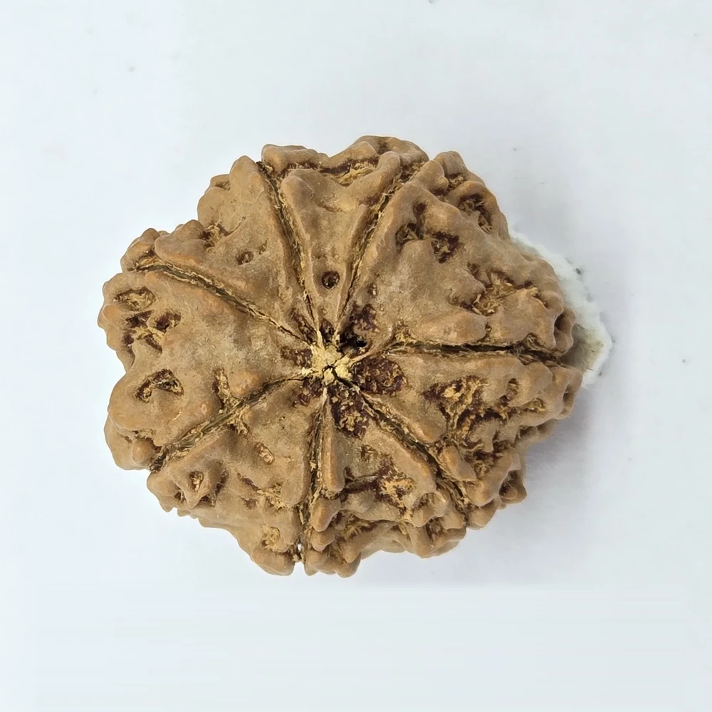 7 Mukhi Rudraksha