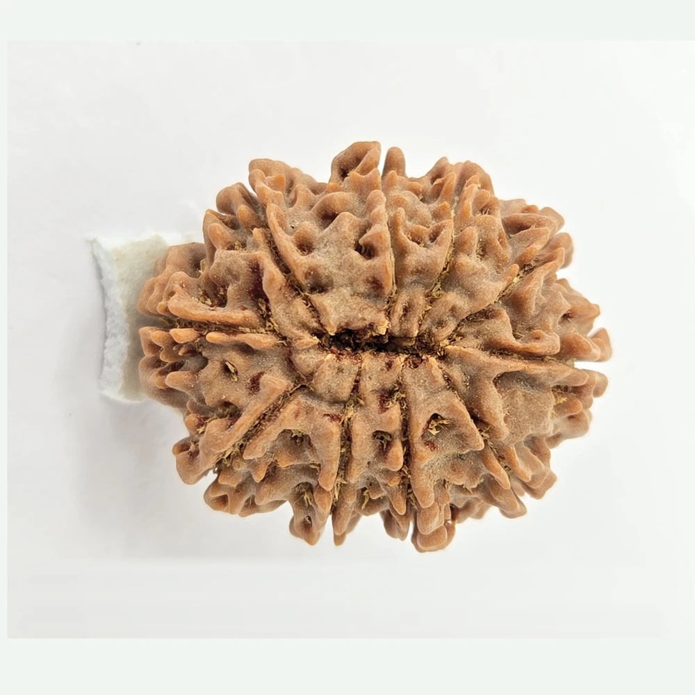 10 Mukhi Rudraksha - Image 4