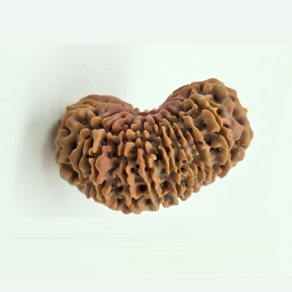 1 Mukhi Rudraksha