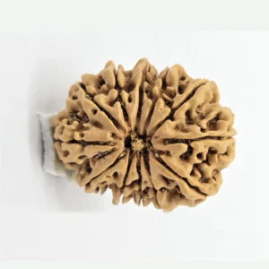 12 Mukhi Rudraksha