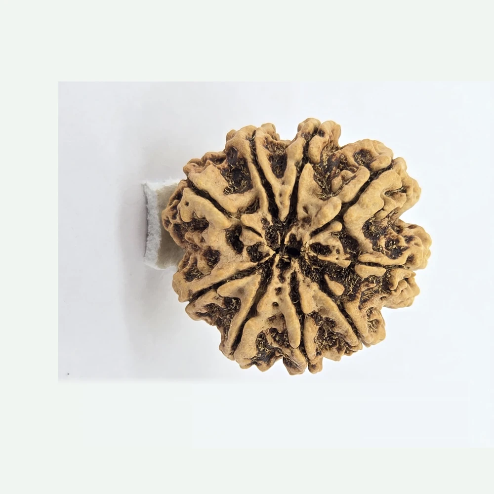 9 Mukhi Rudraksha - Image 5