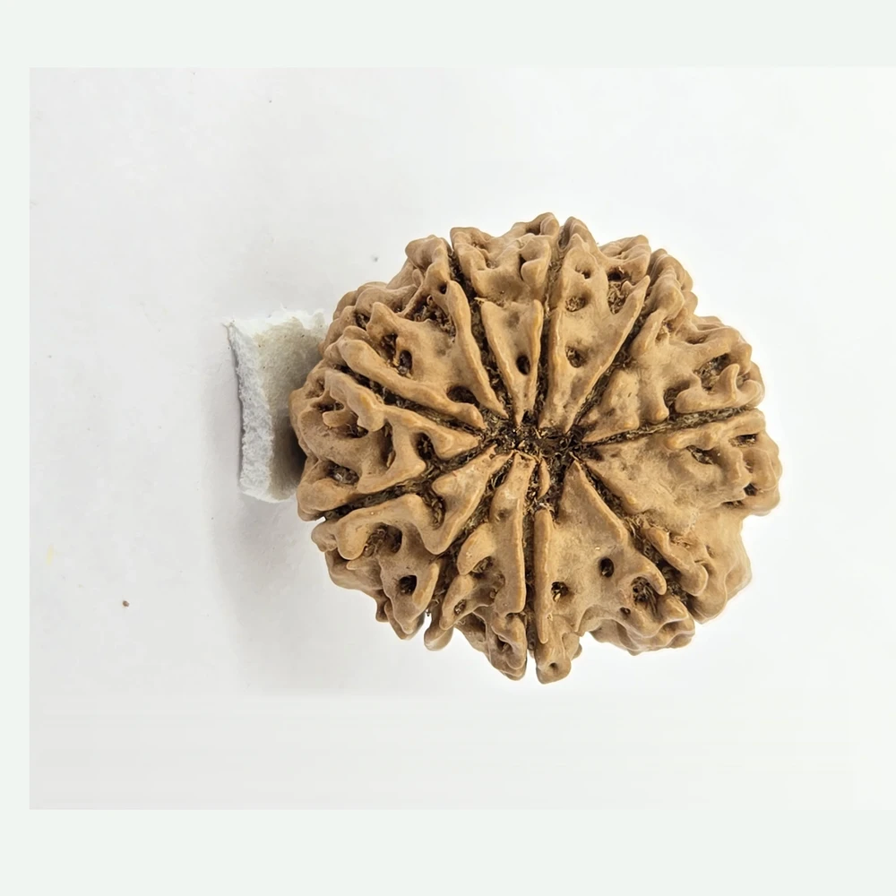 9 Mukhi Rudraksha - Image 3