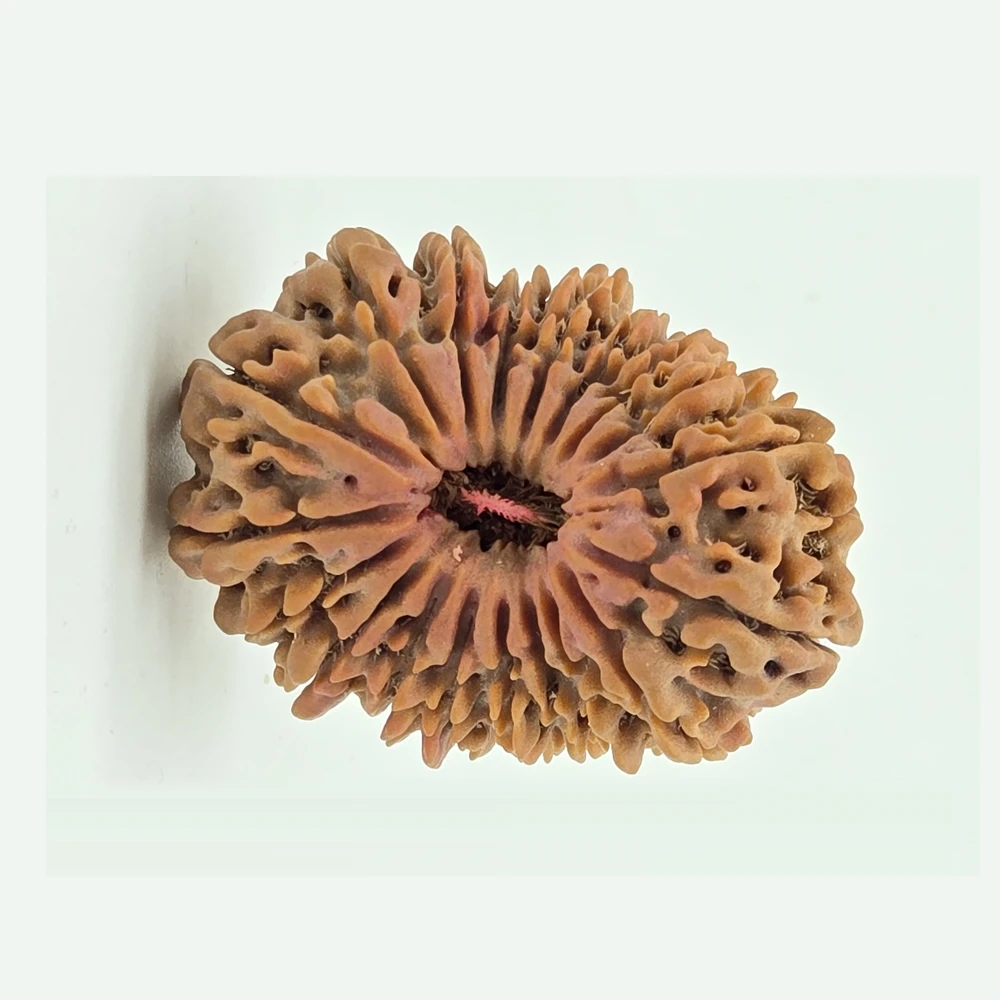 1 Mukhi Rudraksha