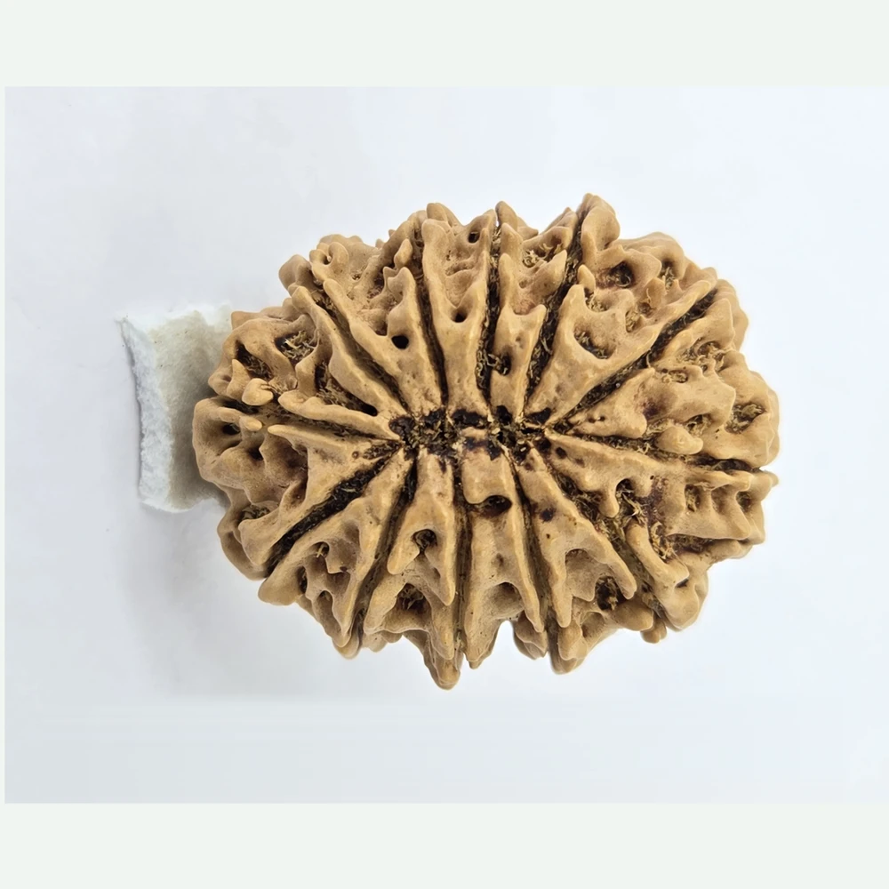 12 Mukhi Rudraksha - Image 1