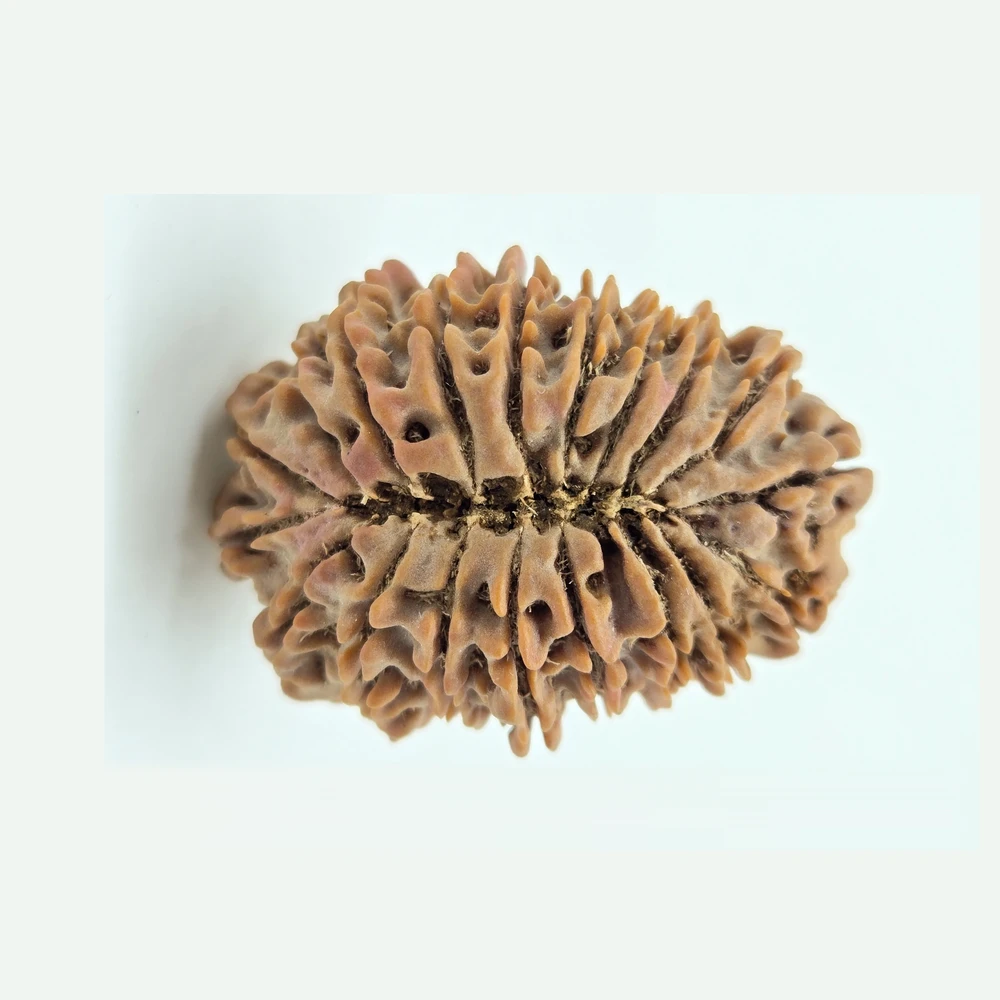 1 Mukhi Rudraksha - Image 2
