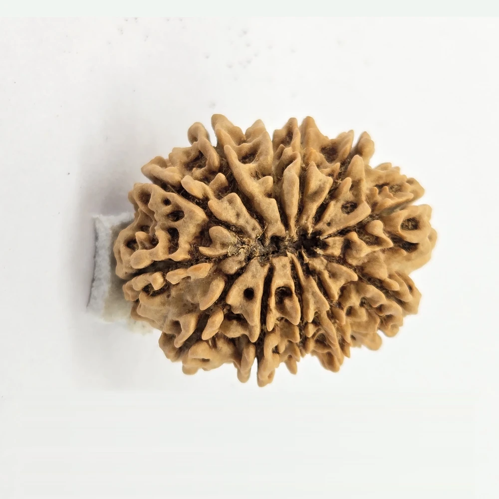 12 Mukhi Rudraksha - Image 11