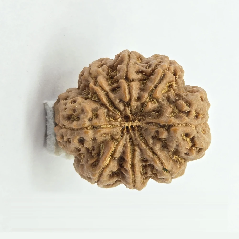 8 Mukhi Rudraksha - Image 5