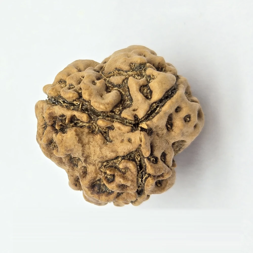 3 Mukhi Rudraksha - Image 5