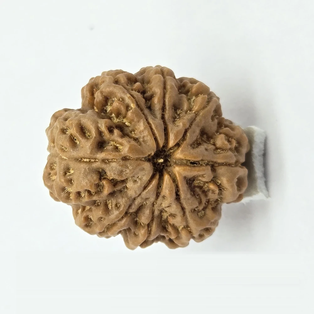 8 Mukhi Rudraksha - Image 4