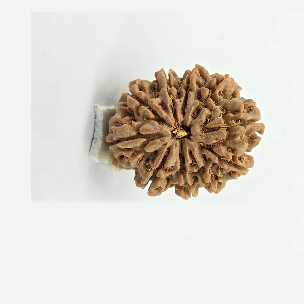 10 Mukhi Rudraksha - Image 5