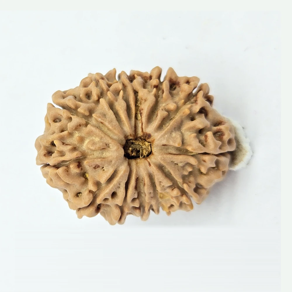 13 Mukhi Rudraksha - Image 4