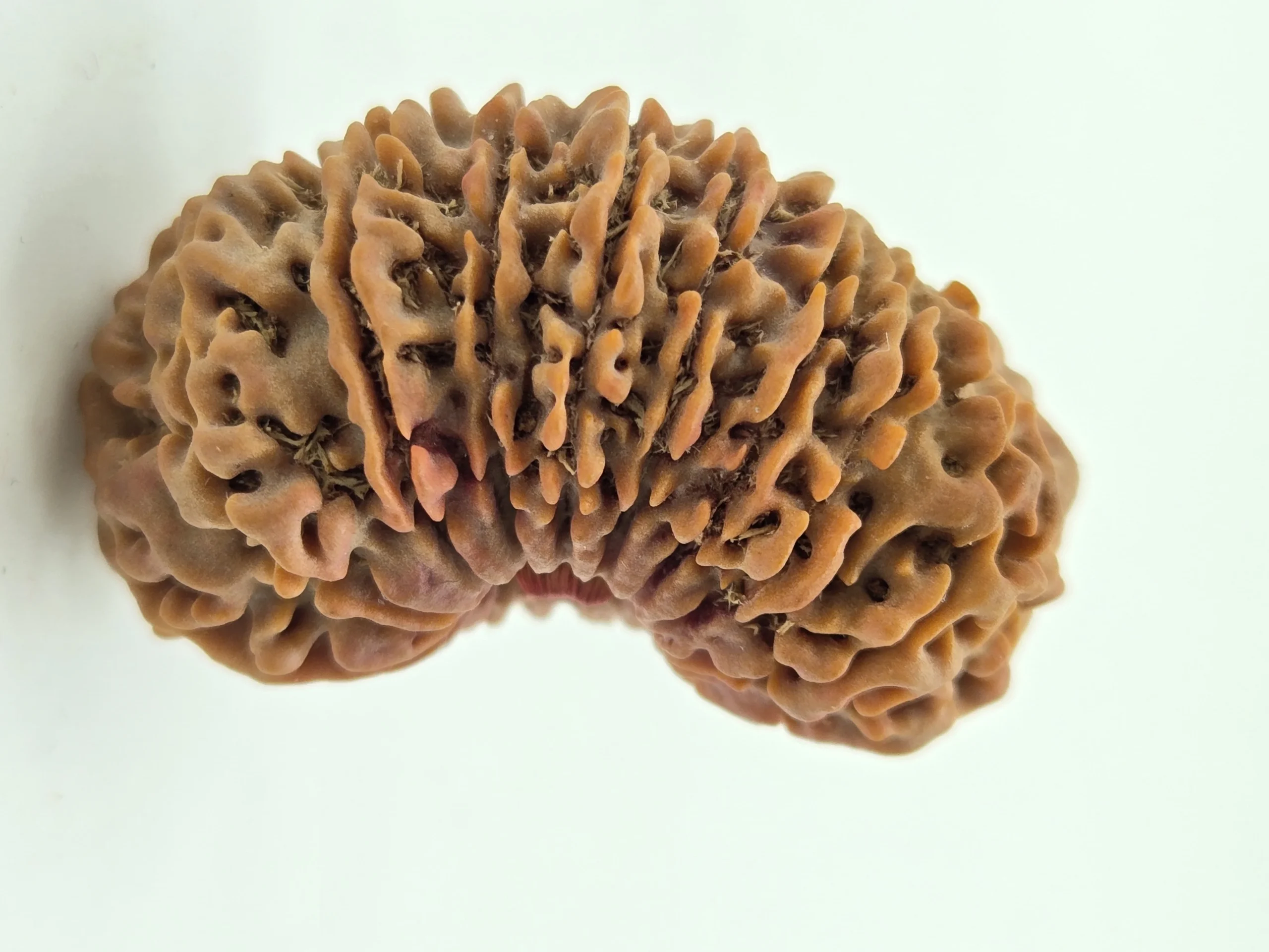Rudraksha