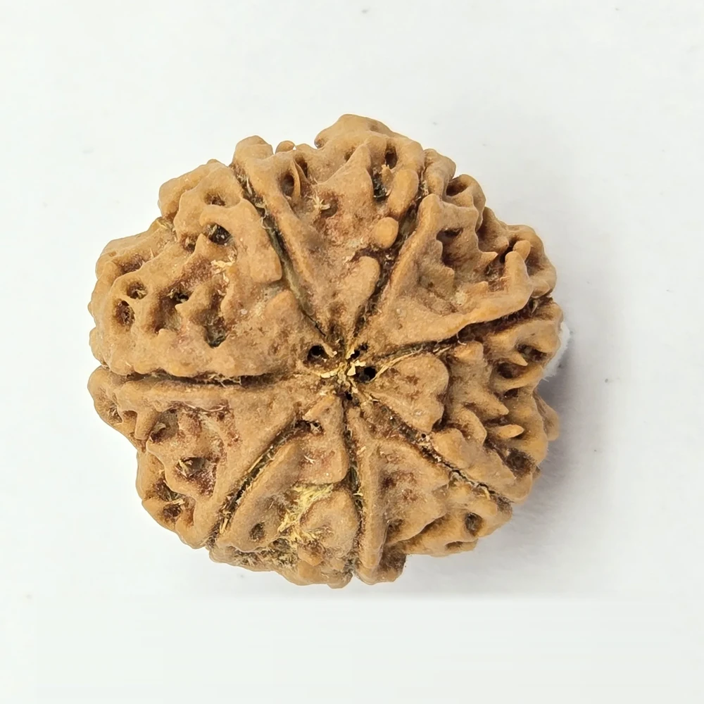 7 Mukhi Rudraksha - Image 3