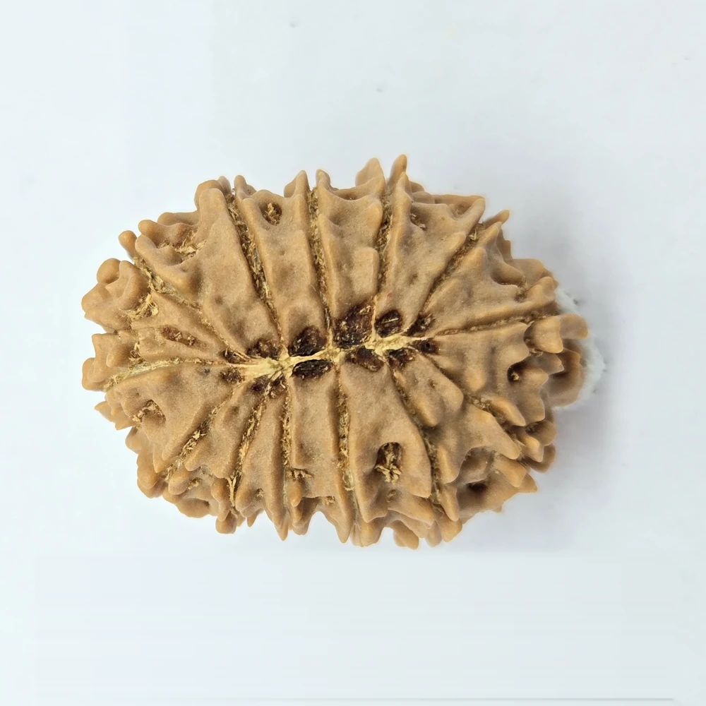 13 Mukhi Rudraksha - Image 1