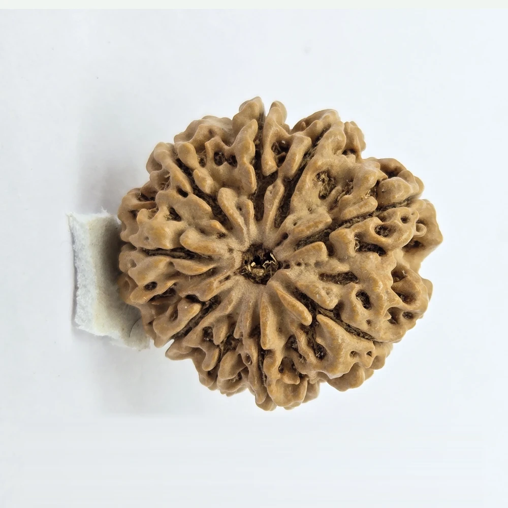 9 Mukhi Rudraksha - Image 2
